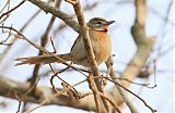 Chotoy Spinetail